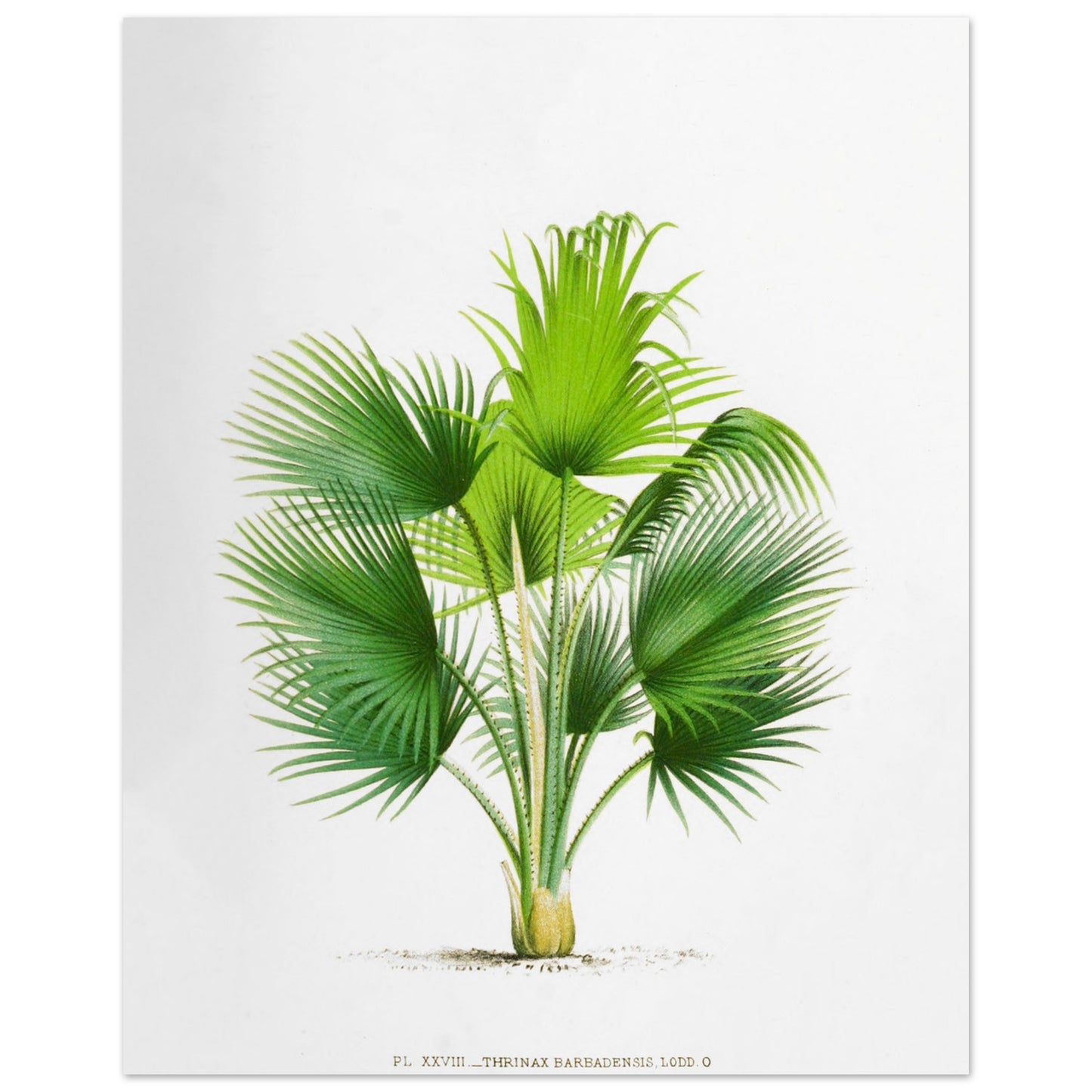 Planche botanique ancienne : Thrinax barbadensis des Antilles (40x50 cm). Illustration botanique ancienne du palmier Thrinax Barbadensis.