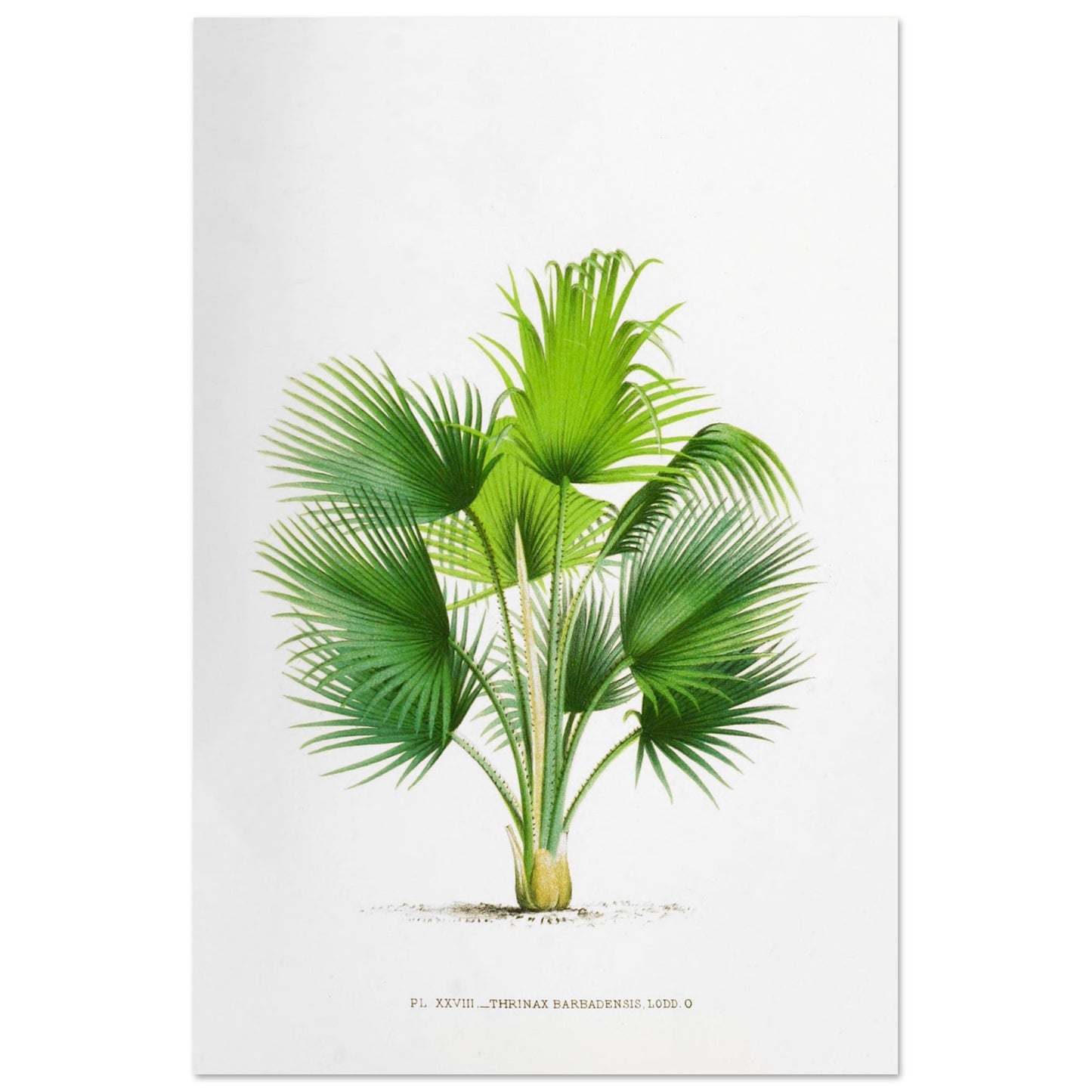 Planche botanique ancienne : Thrinax barbadensis des Antilles (60x90 cm). Illustration botanique ancienne du palmier Thrinax Barbadensis.
