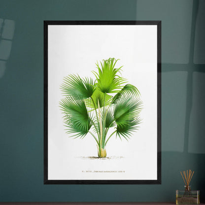 Planche botanique ancienne : Thrinax barbadensis des Antilles. Illustration botanique ancienne du palmier Thrinax Barbadensis. Image d'illustration 8