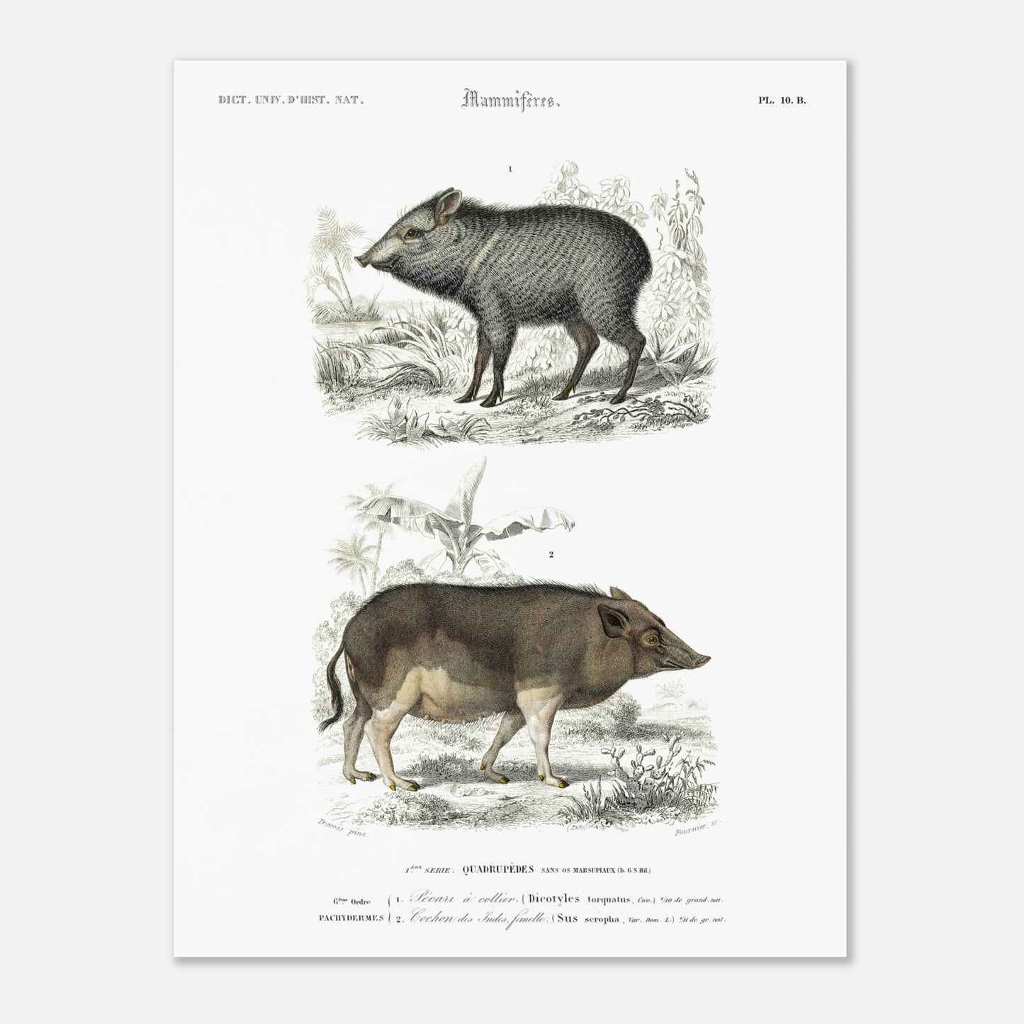 Illustration ancienne de pécari et cochon des Indes - Orbigny (30x40 cm). Planche gravée du XIXe siècle montrant deux mammifères : en haut un pécari à collier et en bas un cochon des Indes femelle.