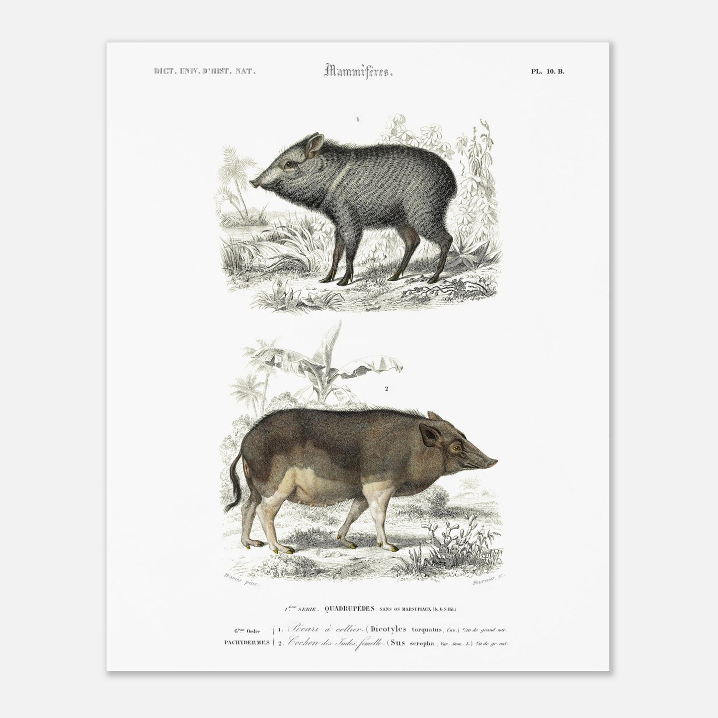 Illustration ancienne de pécari et cochon des Indes - Orbigny (40x50 cm). Planche gravée du XIXe siècle montrant deux mammifères : en haut un pécari à collier et en bas un cochon des Indes femelle.