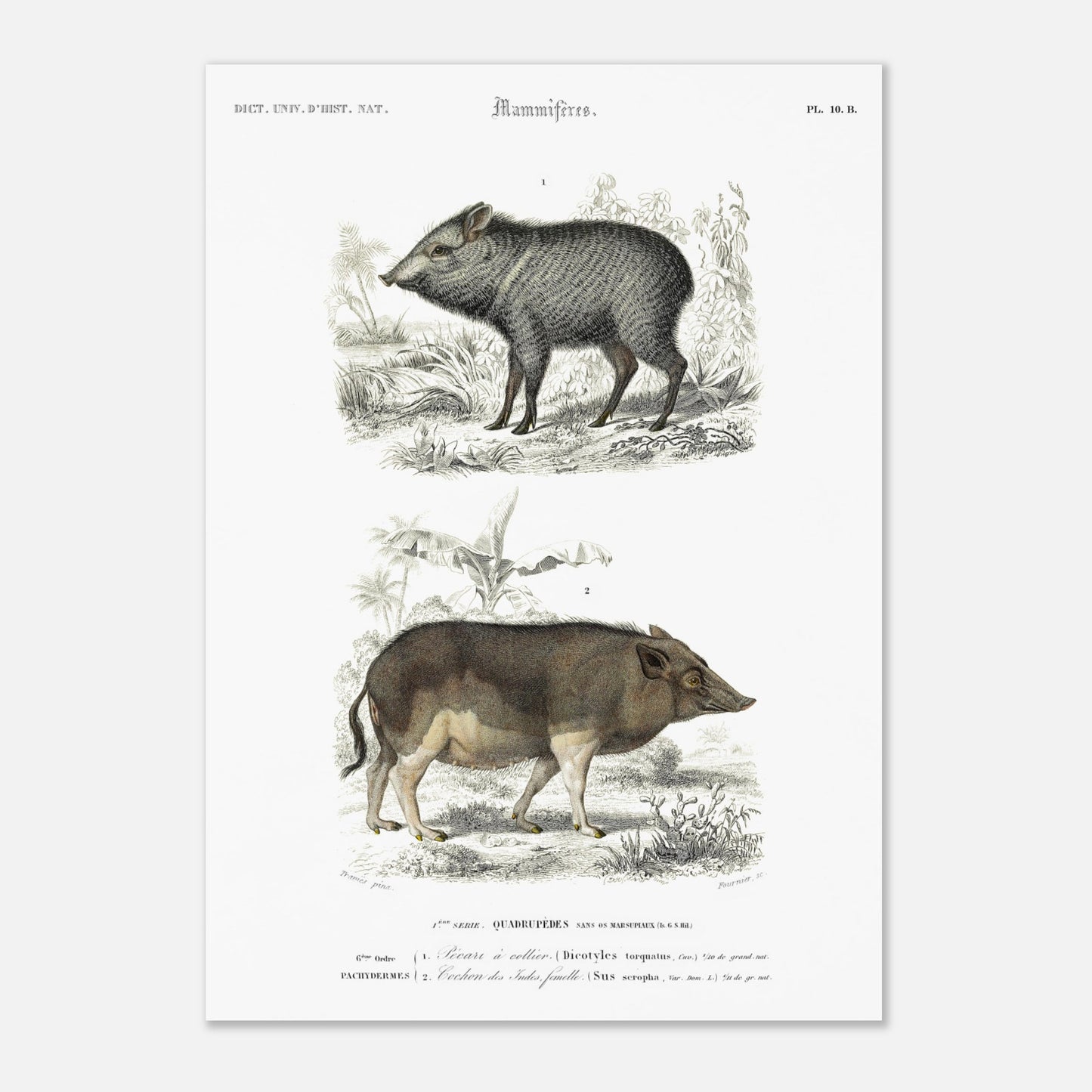 Illustration ancienne de pécari et cochon des Indes - Orbigny (42x59,4 cm (A2)). Planche gravée du XIXe siècle montrant deux mammifères : en haut un pécari à collier et en bas un cochon des Indes femelle.