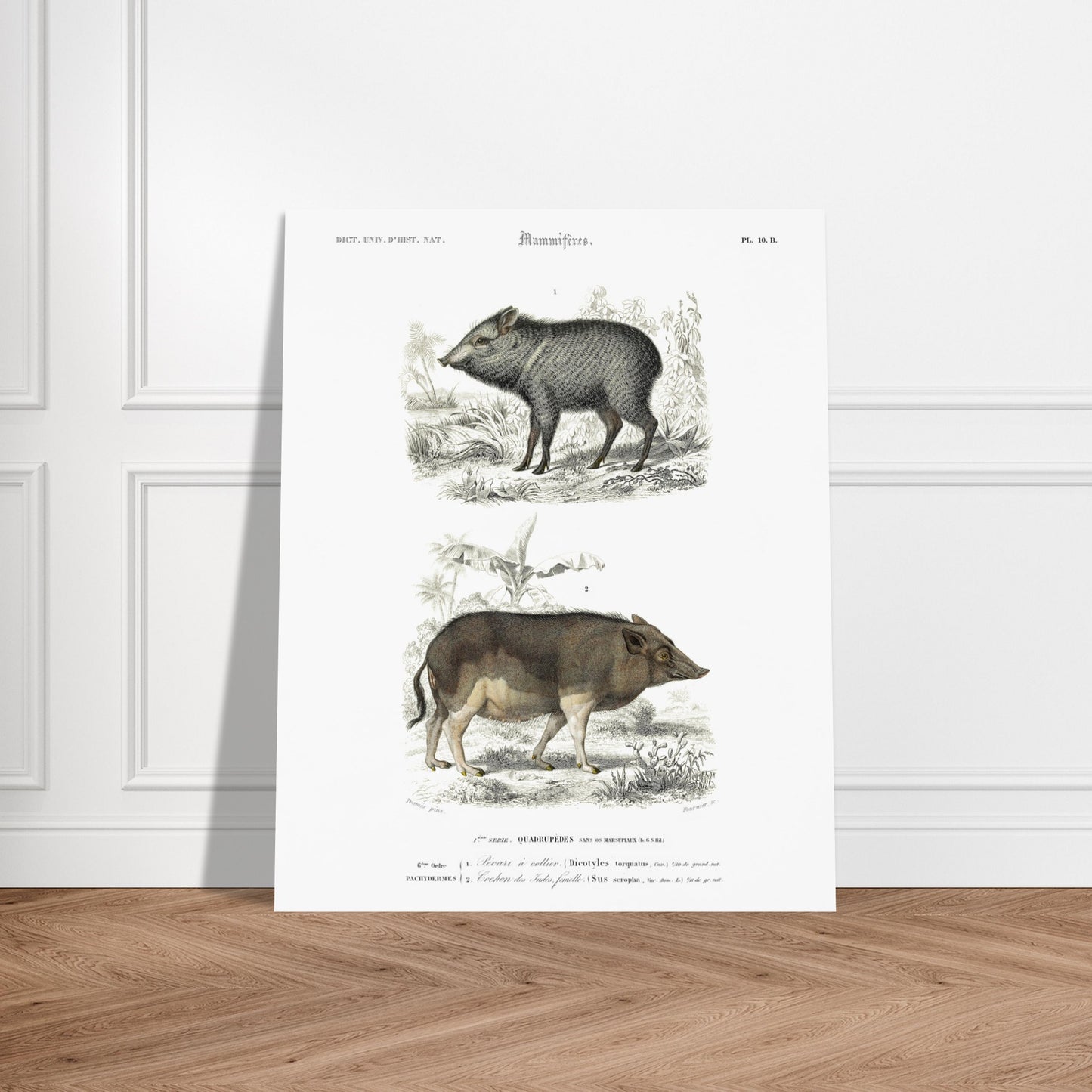 Illustration ancienne de pécari et cochon des Indes - Orbigny. Planche gravée du XIXe siècle montrant deux mammifères : en haut un pécari à collier et en bas un cochon des Indes femelle. Image d'illustration 5