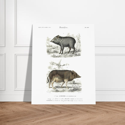 Illustration ancienne de pécari et cochon des Indes - Orbigny. Planche gravée du XIXe siècle montrant deux mammifères : en haut un pécari à collier et en bas un cochon des Indes femelle. Image d'illustration 5