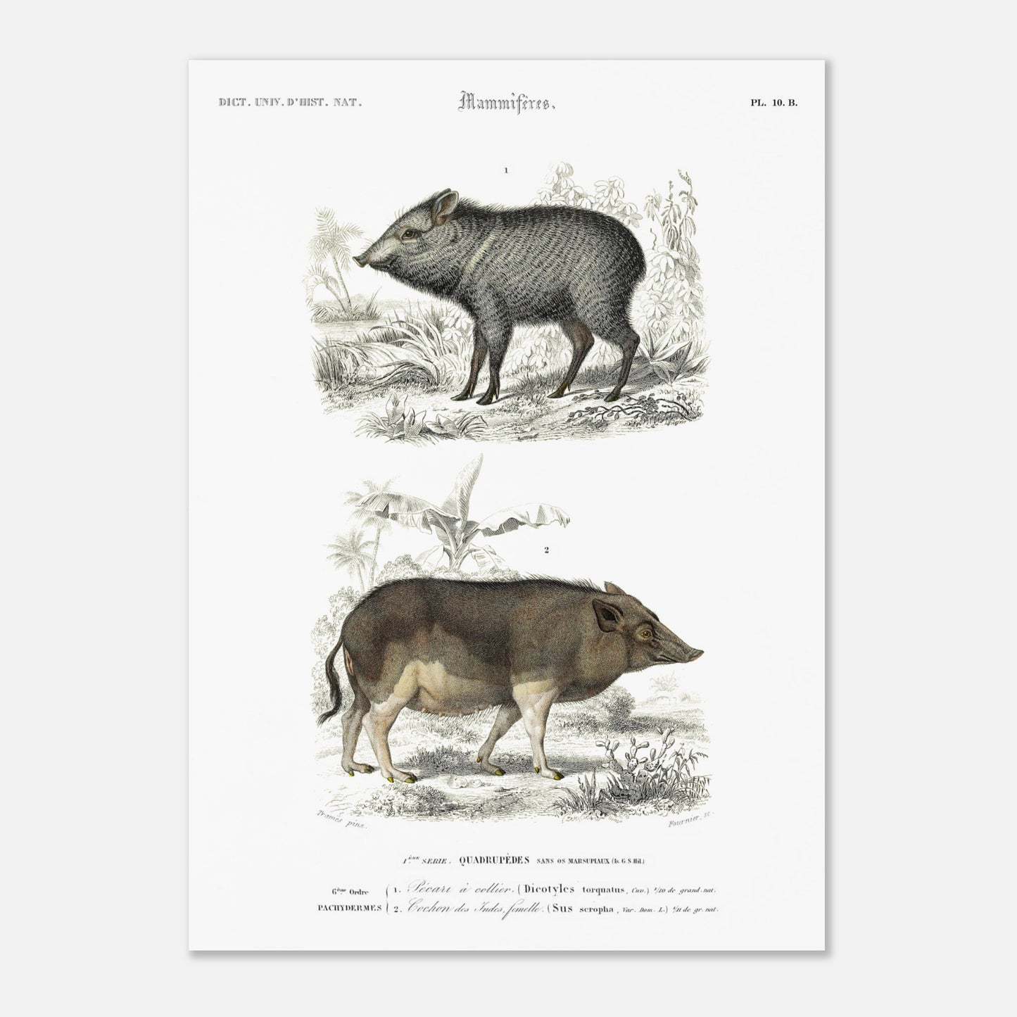 Illustration ancienne de pécari et cochon des Indes - Orbigny (50x70 cm). Planche gravée du XIXe siècle montrant deux mammifères : en haut un pécari à collier et en bas un cochon des Indes femelle.