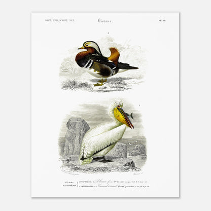 Planche naturaliste ancienne : Pélican frisé et Canard oriental, d'Orbigny (40x50 cm). Illustration d'oiseaux, représentant un pélican frisé et un canard d'oriental.