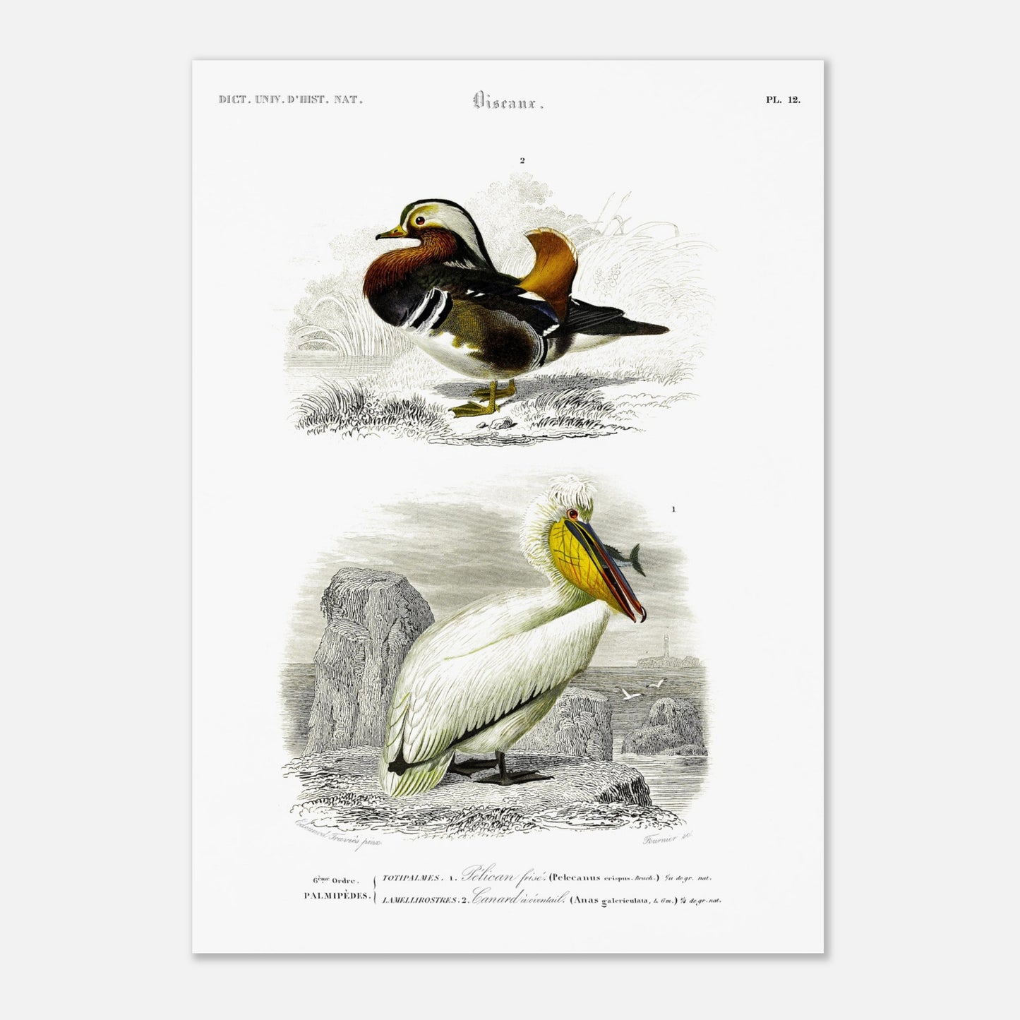 Planche naturaliste ancienne : Pélican frisé et Canard oriental, d'Orbigny (42x59,4 cm (A2)). Illustration d'oiseaux, représentant un pélican frisé et un canard d'oriental.