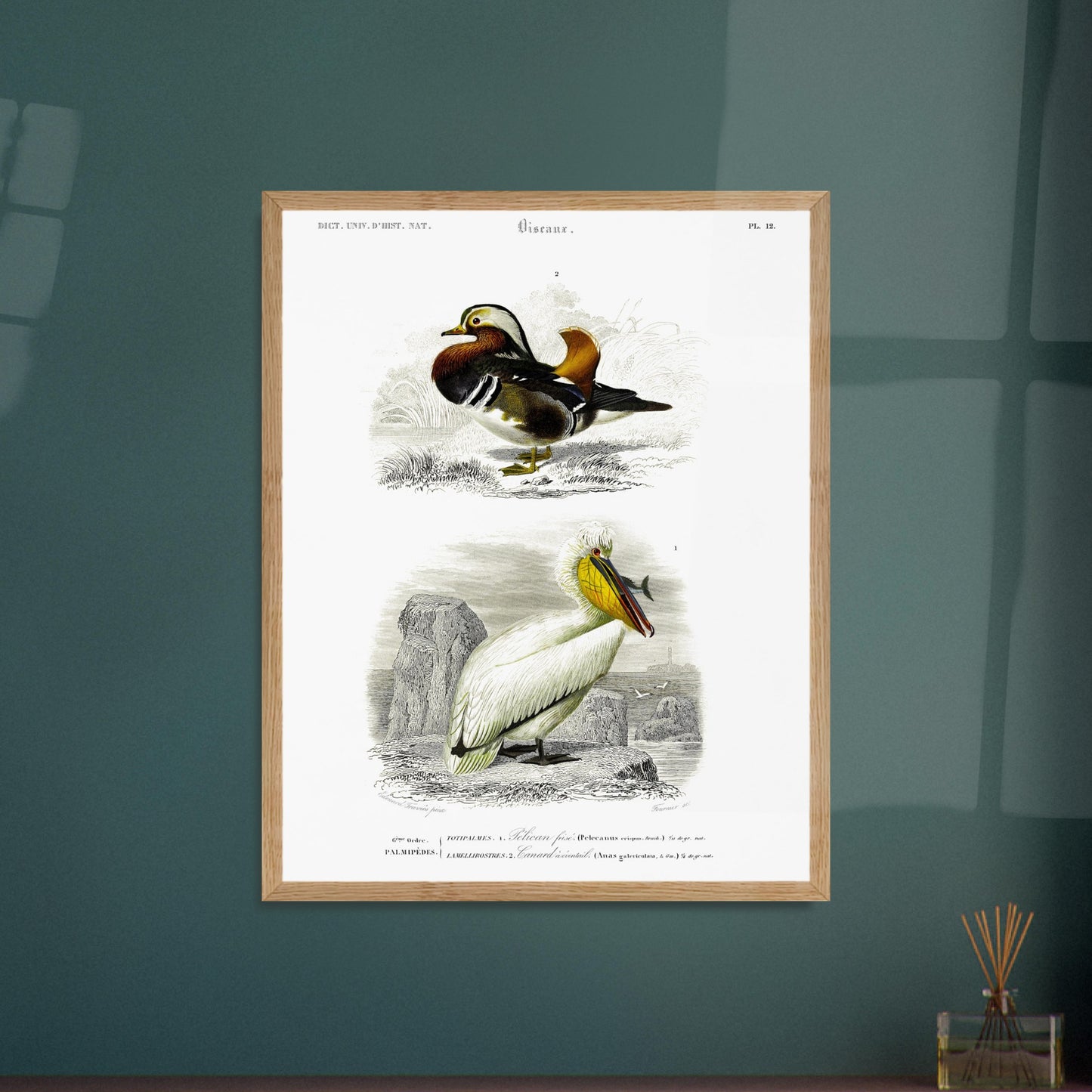 Planche naturaliste ancienne : Pélican frisé et Canard oriental, d'Orbigny. Illustration d'oiseaux, représentant un pélican frisé et un canard d'oriental. Image d'illustration 5