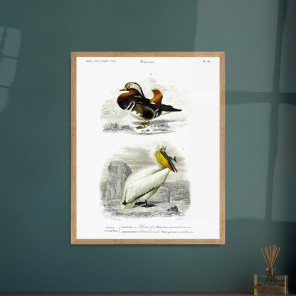 Planche naturaliste ancienne : Pélican frisé et Canard oriental, d'Orbigny. Illustration d'oiseaux, représentant un pélican frisé et un canard d'oriental. Image d'illustration 5