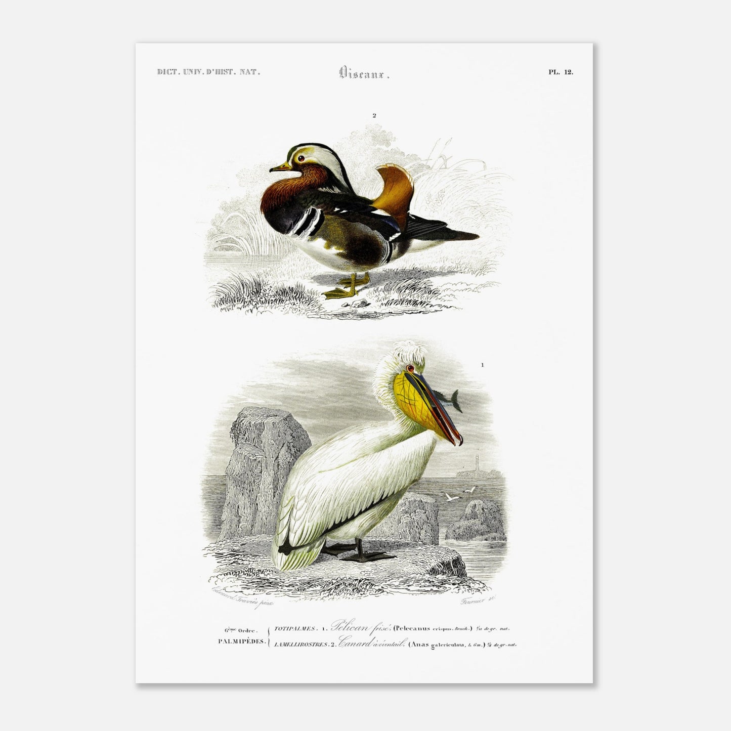 Planche naturaliste ancienne : Pélican frisé et Canard oriental, d'Orbigny (50x70 cm). Illustration d'oiseaux, représentant un pélican frisé et un canard d'oriental.