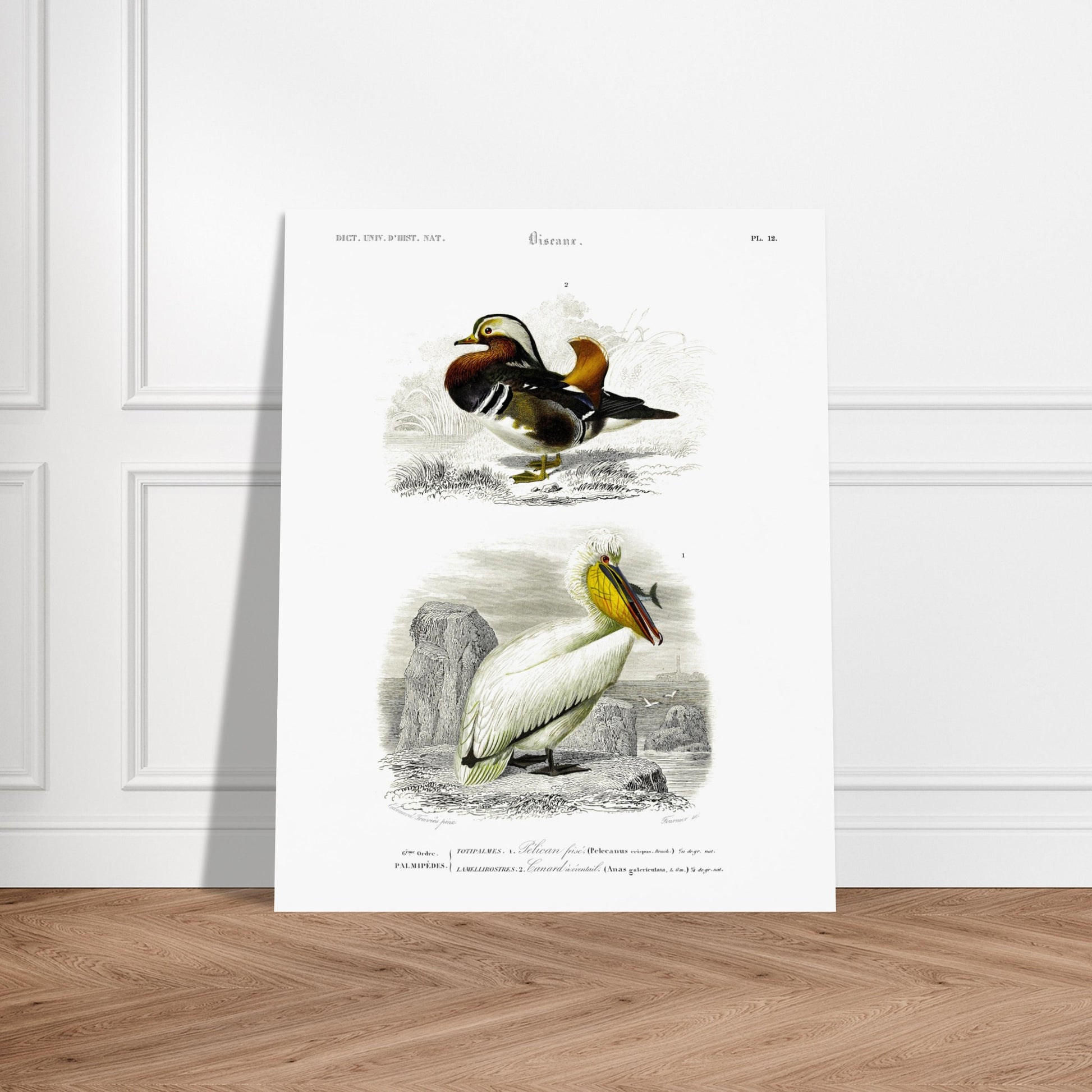 Planche naturaliste ancienne : Pélican frisé et Canard oriental, d'Orbigny. Illustration d'oiseaux, représentant un pélican frisé et un canard d'oriental. Image d'illustration 6