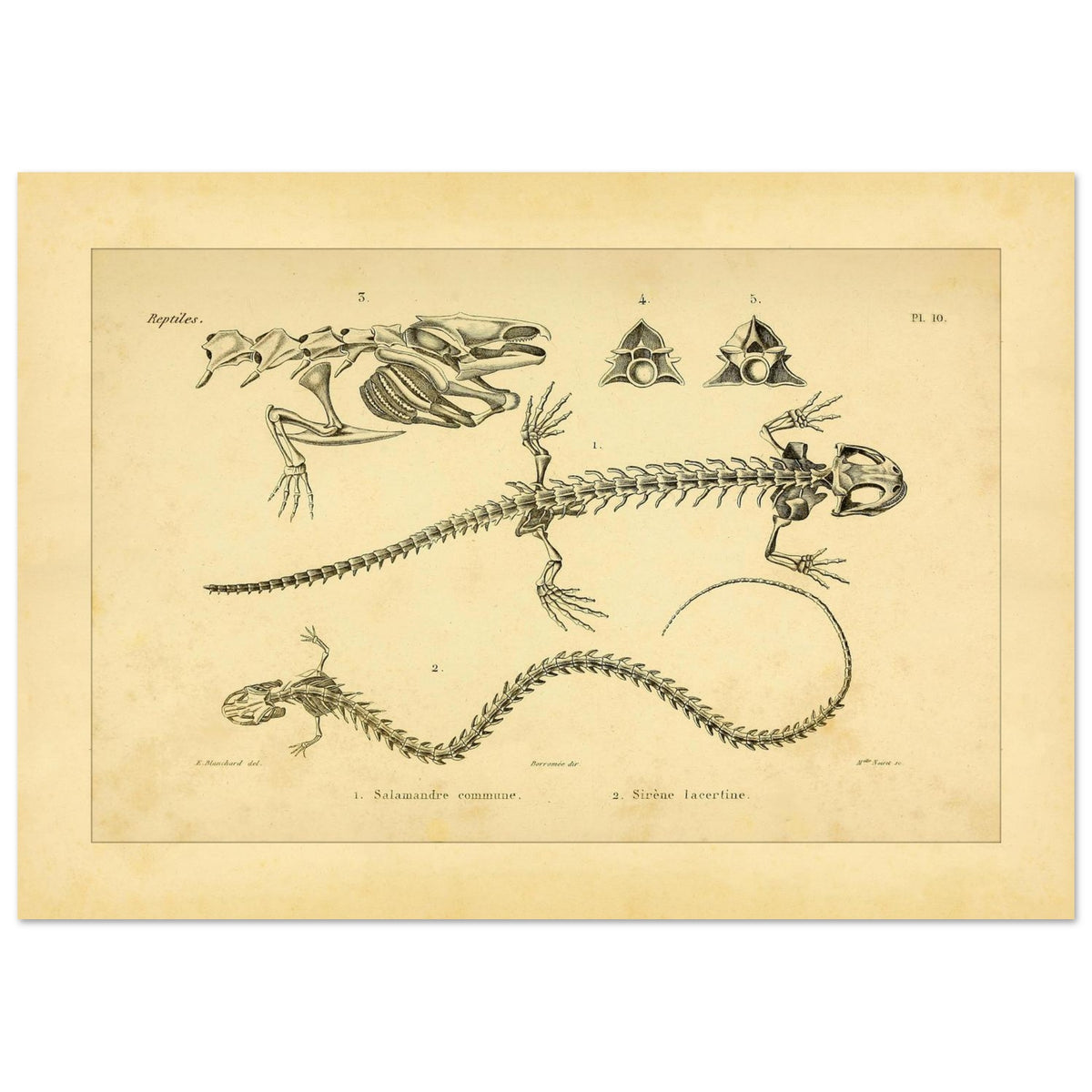 Antike Tafel der Skelette von Feuersalamander und Armmolch (21x29,7 cm (A4)). Anatomische Tafel aus dem Werk "Erpétologie générale ou Histoire naturelle complète des reptiles" von A.-M.-C. Duméril (1834-1840), die die Skelette eines Salamanders und einer Armmolchs zeigt.