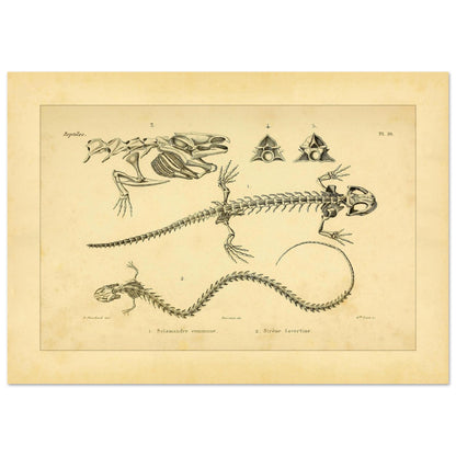 Antike Tafel der Skelette von Feuersalamander und Armmolch (29,7x42 cm (A3)). Anatomische Tafel aus dem Werk "Erpétologie générale ou Histoire naturelle complète des reptiles" von A.-M.-C. Duméril (1834-1840), die die Skelette eines Salamanders und einer Armmolchs zeigt.