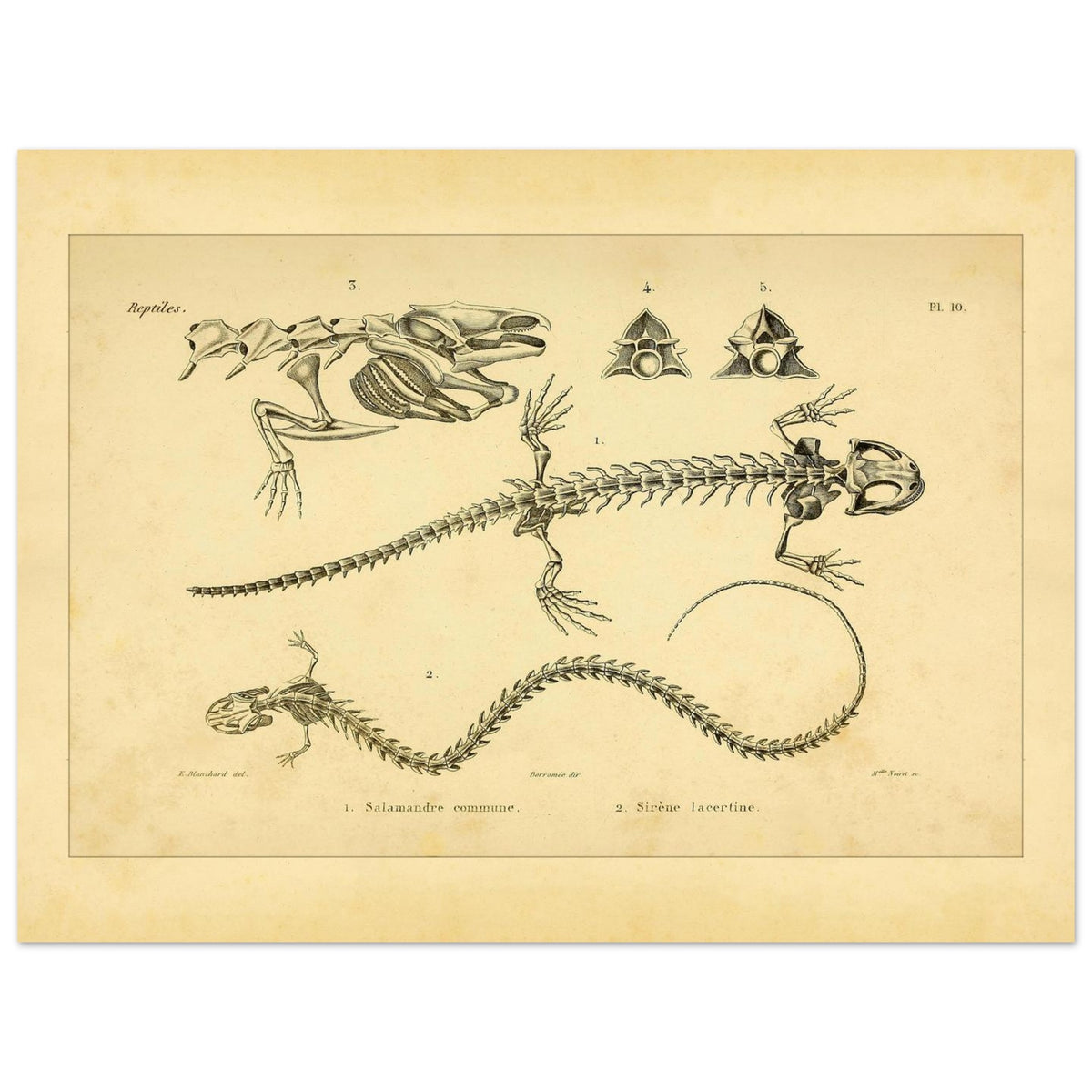 Antike Tafel der Skelette von Feuersalamander und Armmolch (30x40 cm). Anatomische Tafel aus dem Werk "Erpétologie générale ou Histoire naturelle complète des reptiles" von A.-M.-C. Duméril (1834-1840), die die Skelette eines Salamanders und einer Armmolchs zeigt.
