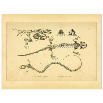 Antike Tafel der Skelette von Feuersalamander und Armmolch (30x40 cm). Anatomische Tafel aus dem Werk "Erpétologie générale ou Histoire naturelle complète des reptiles" von A.-M.-C. Duméril (1834-1840), die die Skelette eines Salamanders und einer Armmolchs zeigt.