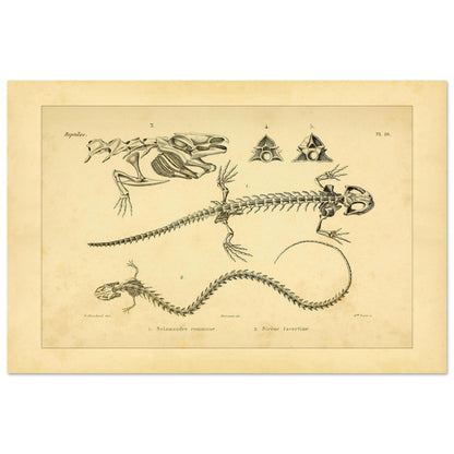 Antike Tafel der Skelette von Feuersalamander und Armmolch (40x60 cm). Anatomische Tafel aus dem Werk "Erpétologie générale ou Histoire naturelle complète des reptiles" von A.-M.-C. Duméril (1834-1840), die die Skelette eines Salamanders und einer Armmolchs zeigt.