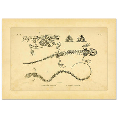 Antike Tafel der Skelette von Feuersalamander und Armmolch (42x59,4 cm (A2)). Anatomische Tafel aus dem Werk "Erpétologie générale ou Histoire naturelle complète des reptiles" von A.-M.-C. Duméril (1834-1840), die die Skelette eines Salamanders und einer Armmolchs zeigt.