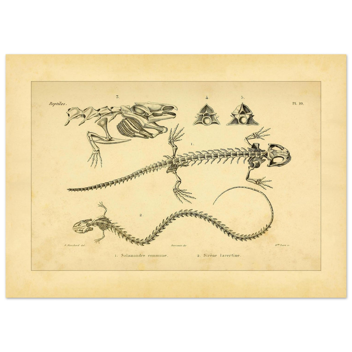 Antike Tafel der Skelette von Feuersalamander und Armmolch (50x70 cm). Anatomische Tafel aus dem Werk "Erpétologie générale ou Histoire naturelle complète des reptiles" von A.-M.-C. Duméril (1834-1840), die die Skelette eines Salamanders und einer Armmolchs zeigt.
