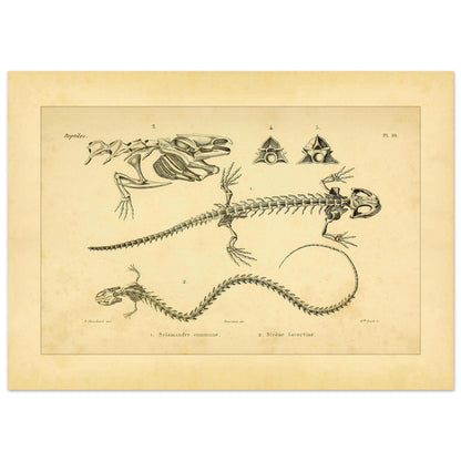 Antike Tafel der Skelette von Feuersalamander und Armmolch (50x70 cm). Anatomische Tafel aus dem Werk "Erpétologie générale ou Histoire naturelle complète des reptiles" von A.-M.-C. Duméril (1834-1840), die die Skelette eines Salamanders und einer Armmolchs zeigt.