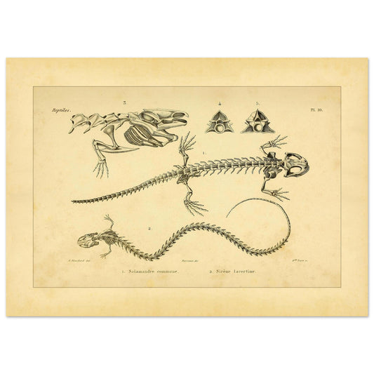 Antike Tafel der Skelette von Feuersalamander und Armmolch (50x70 cm). Anatomische Tafel aus dem Werk "Erpétologie générale ou Histoire naturelle complète des reptiles" von A.-M.-C. Duméril (1834-1840), die die Skelette eines Salamanders und einer Armmolchs zeigt.