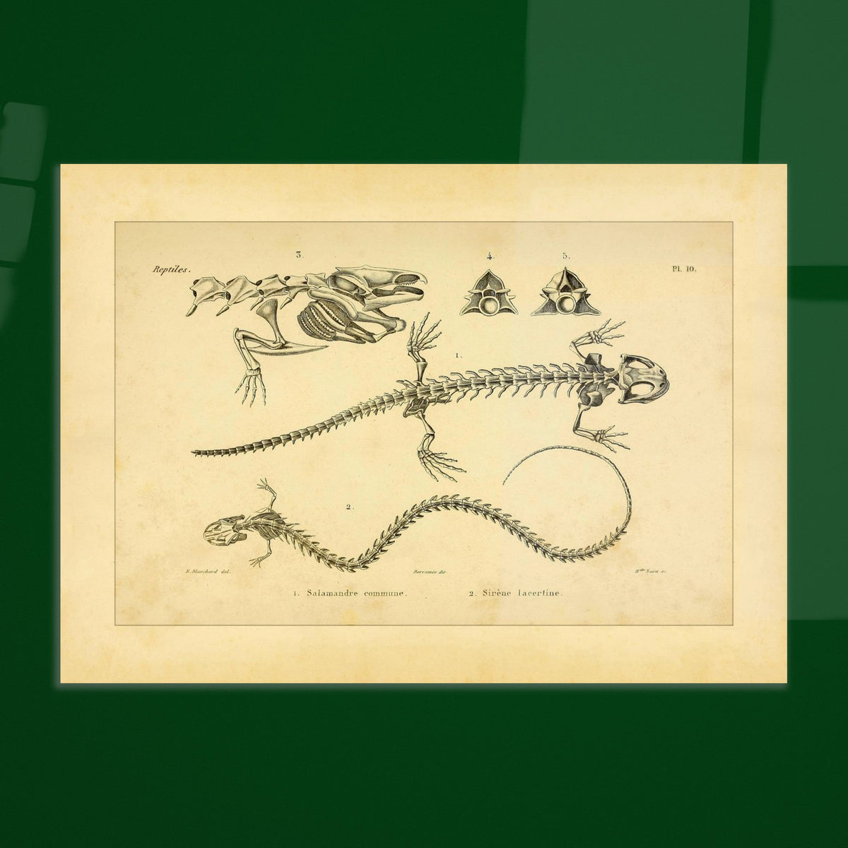 Antike Tafel der Skelette von Feuersalamander und Armmolch. Anatomische Tafel aus dem Werk "Erpétologie générale ou Histoire naturelle complète des reptiles" von A.-M.-C. Duméril (1834-1840), die die Skelette eines Salamanders und einer Armmolchs zeigt.
