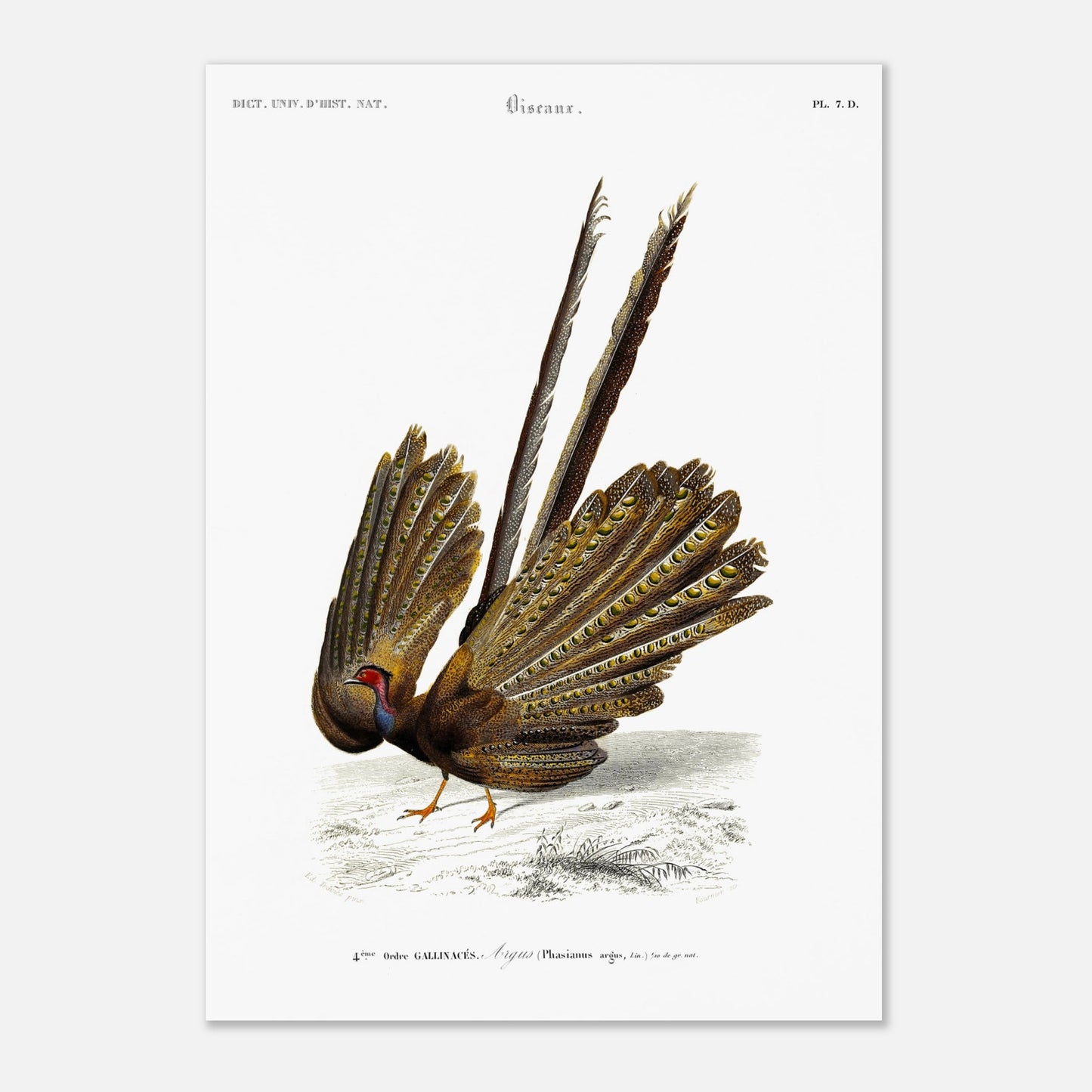 Illustration naturaliste d'un Argus (Faisan) - Charles d'Orbigny (29,7x42 cm (A3)). Illustration d'un oiseau, un faisan, de dos, avec sa queue déployée, dans un paysage dépouillé.