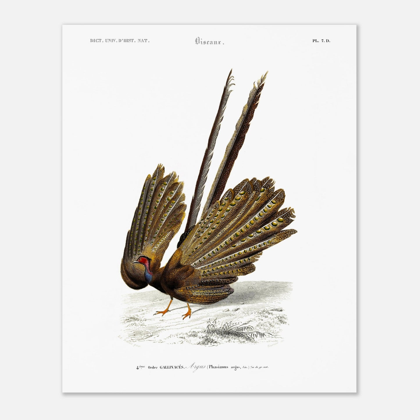 Illustration naturaliste d'un Argus (Faisan) - Charles d'Orbigny (40x50 cm). Illustration d'un oiseau, un faisan, de dos, avec sa queue déployée, dans un paysage dépouillé.