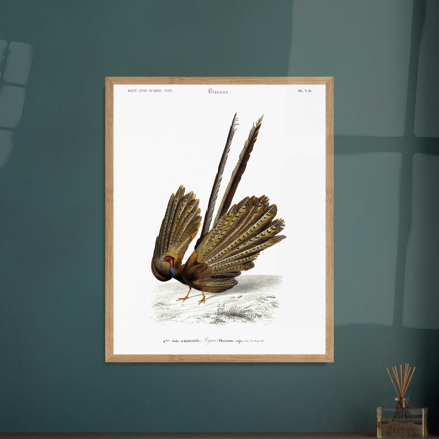 Illustration naturaliste d'un Argus (Faisan) - Charles d'Orbigny. Illustration d'un oiseau, un faisan, de dos, avec sa queue déployée, dans un paysage dépouillé. Image d'illustration 5