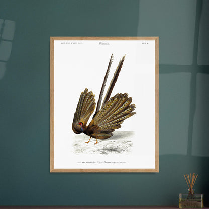 Illustration naturaliste d'un Argus (Faisan) - Charles d'Orbigny. Illustration d'un oiseau, un faisan, de dos, avec sa queue déployée, dans un paysage dépouillé. Image d'illustration 5