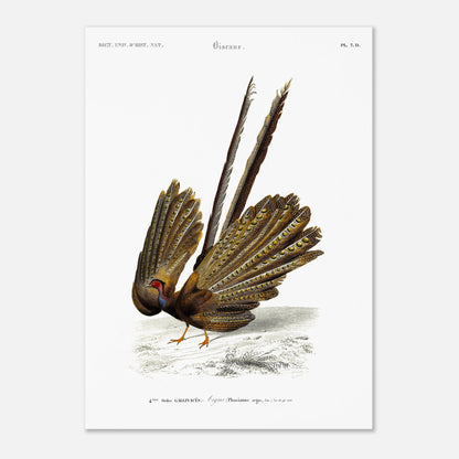 Illustration naturaliste d'un Argus (Faisan) - Charles d'Orbigny (50x70 cm). Illustration d'un oiseau, un faisan, de dos, avec sa queue déployée, dans un paysage dépouillé.
