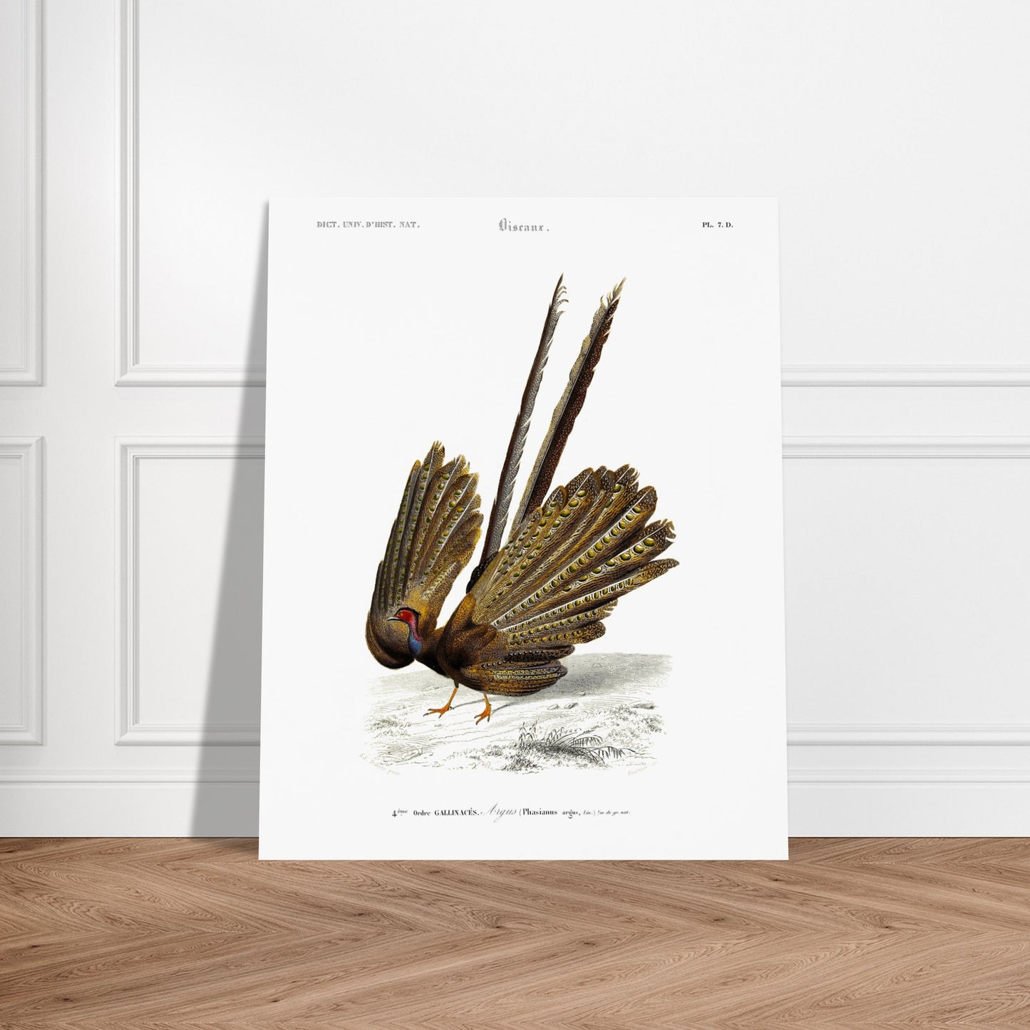 Illustration naturaliste d'un Argus (Faisan) - Charles d'Orbigny. Illustration d'un oiseau, un faisan, de dos, avec sa queue déployée, dans un paysage dépouillé. Image d'illustration 6