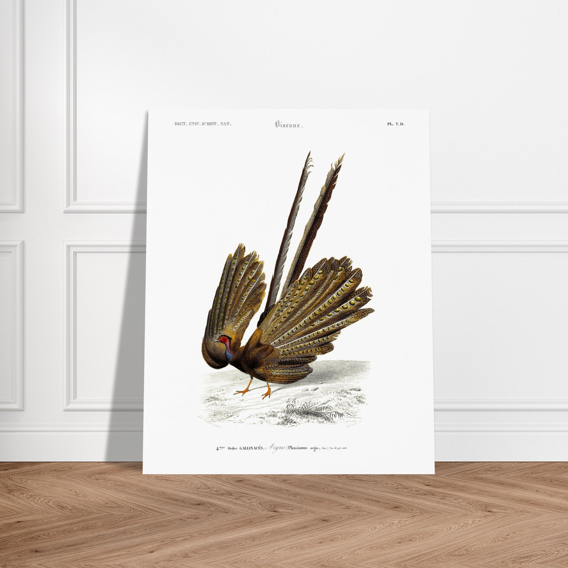 Illustration naturaliste d'un Argus (Faisan) - Charles d'Orbigny. Illustration d'un oiseau, un faisan, de dos, avec sa queue déployée, dans un paysage dépouillé. Image d'illustration 6
