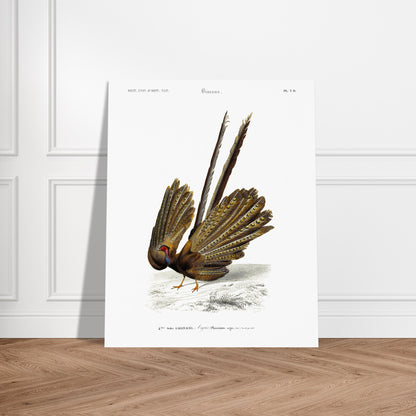 Illustration naturaliste d'un Argus (Faisan) - Charles d'Orbigny. Illustration d'un oiseau, un faisan, de dos, avec sa queue déployée, dans un paysage dépouillé. Image d'illustration 6