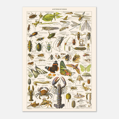 Planche naturaliste Arthropodes — Illustration ancienne Larousse 1910 (29,7x42 cm (A3)). Planche encyclopédique Larousse de 1910 illustrant divers arthropodes tels que des insectes, crustacés, myriapodes et arachnides, avec leurs noms.