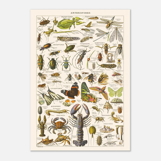 Planche naturaliste Arthropodes — Illustration ancienne Larousse 1910 (42x59,4 cm (A2)). Planche encyclopédique Larousse de 1910 illustrant divers arthropodes tels que des insectes, crustacés, myriapodes et arachnides, avec leurs noms.