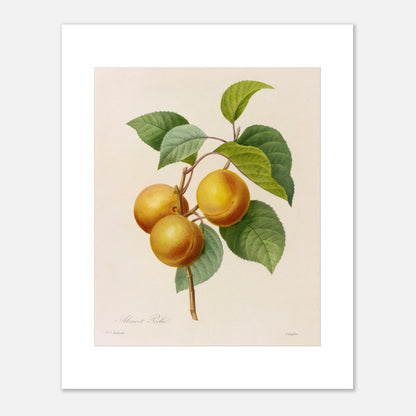 Illustration botanique d'Abricot-Pêche par Pierre-Joseph Redouté (40x50 cm). Illustration botanique par Pierre-Joseph Redouté d'une branche portant trois fruits ressemblant à des abricots ou des pêches, de couleur jaune orangé, accompagnés de feuilles vertes. La gravure est sur fond clair, avec des signatures.