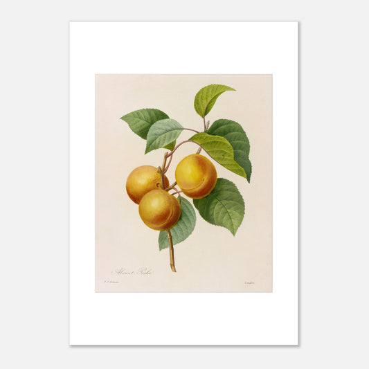 Illustration botanique d'Abricot-Pêche par Pierre-Joseph Redouté (42x59,4 cm (A2)). Illustration botanique par Pierre-Joseph Redouté d'une branche portant trois fruits ressemblant à des abricots ou des pêches, de couleur jaune orangé, accompagnés de feuilles vertes. La gravure est sur fond clair, avec des signatures.