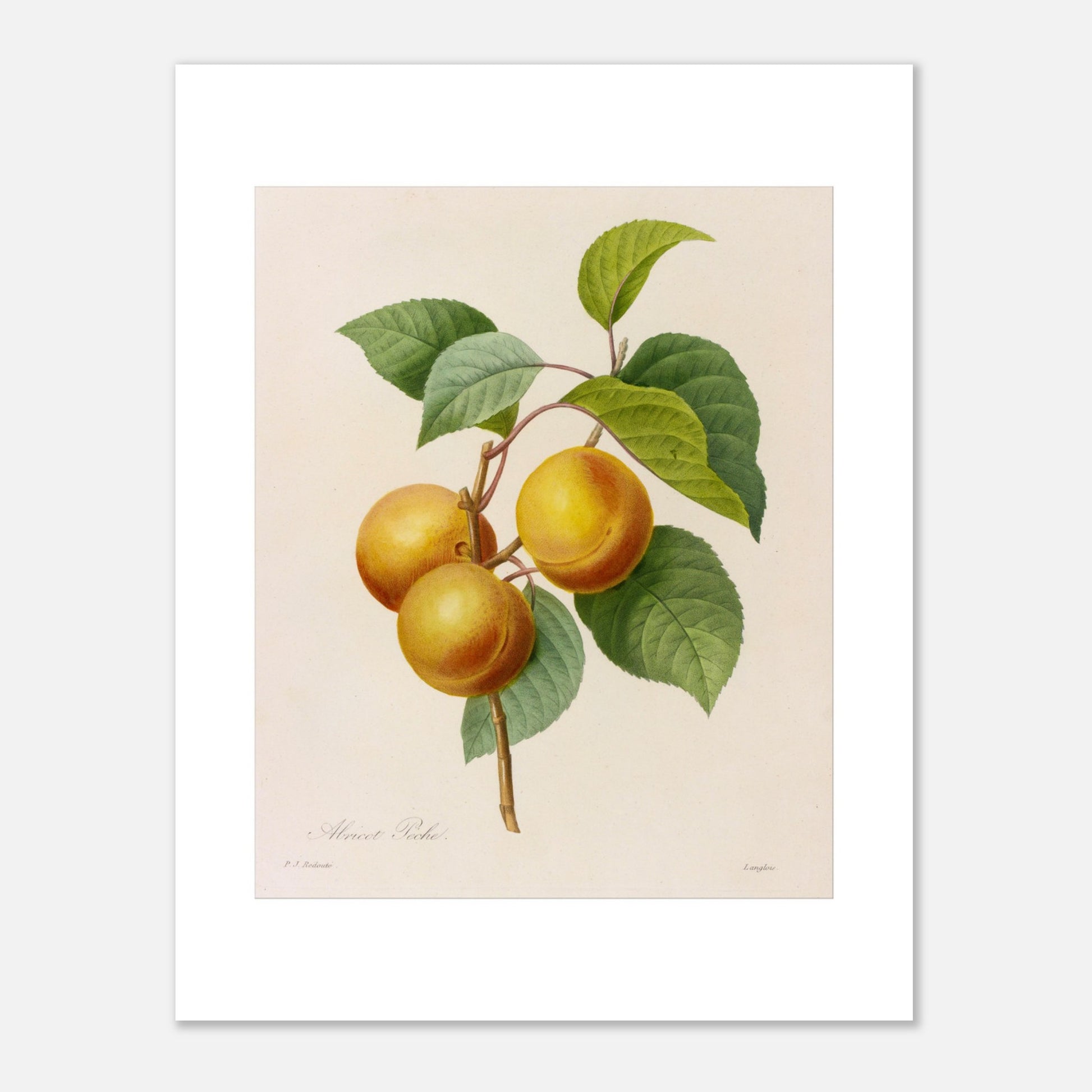 Illustration botanique d'Abricot-Pêche par Pierre-Joseph Redouté. Illustration botanique par Pierre-Joseph Redouté d'une branche portant trois fruits ressemblant à des abricots ou des pêches, de couleur jaune orangé, accompagnés de feuilles vertes. La gravure est sur fond clair, avec des signatures. Image d'illustration 6