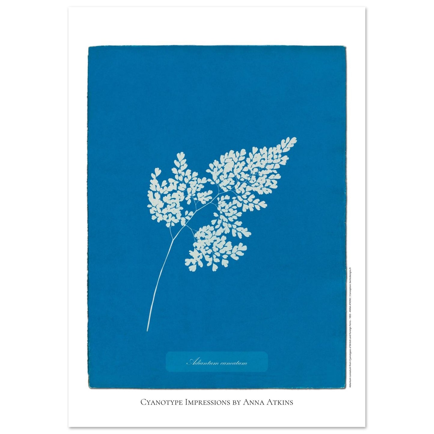 Adiantum cuneatum - Reproduction Cyanotype par Anna Atkins (21x29,7 cm (A4)). Reproduction cyanotype de fougère Adiantum cuneatum par Anna Atkins, illustration botanique sur fond bleu.