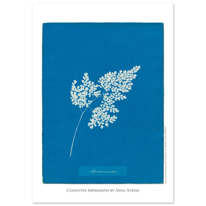 Adiantum cuneatum - Reproduction Cyanotype par Anna Atkins (29,7x42 cm (A3)). Reproduction cyanotype de fougère Adiantum cuneatum par Anna Atkins, illustration botanique sur fond bleu.