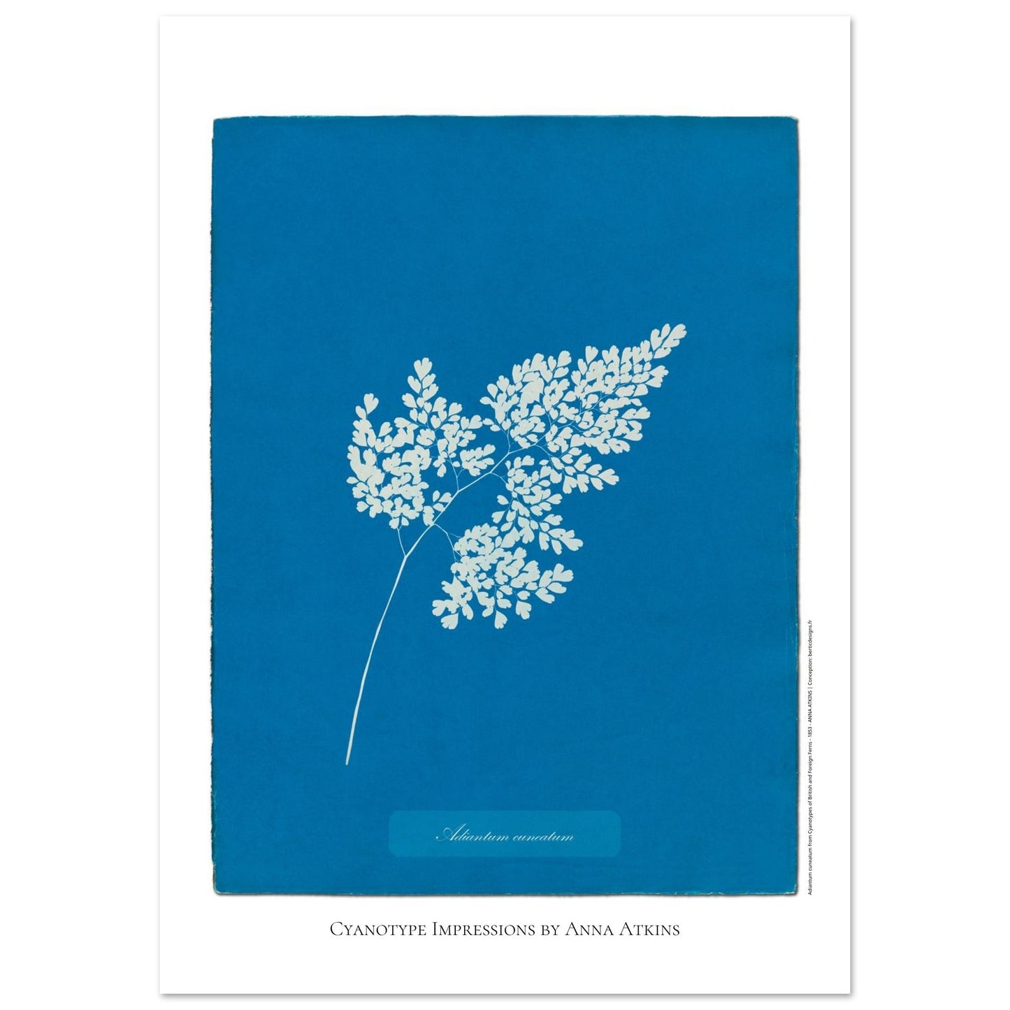 Adiantum cuneatum - Reproduction Cyanotype par Anna Atkins (59,4x84,1 cm (A1)). Reproduction cyanotype de fougère Adiantum cuneatum par Anna Atkins, illustration botanique sur fond bleu.