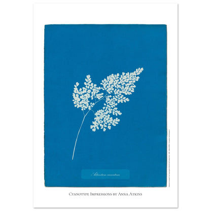 Adiantum cuneatum - Reproduction Cyanotype par Anna Atkins (59,4x84,1 cm (A1)). Reproduction cyanotype de fougère Adiantum cuneatum par Anna Atkins, illustration botanique sur fond bleu.
