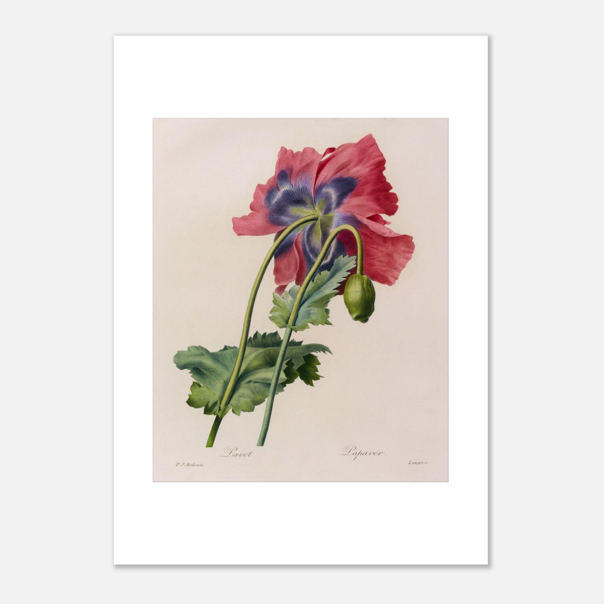Illustration botanique ancienne Pavot par Pierre-Joseph Redouté (21x29,7 cm (A4)). Planche botanique de Pierre-Joseph Redouté représentant un pavot aux pétales roses et violets, avec un bouton non éclos.