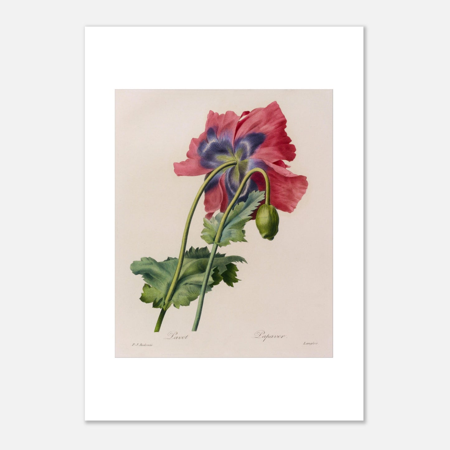 Illustration botanique ancienne Pavot par Pierre-Joseph Redouté (29,7x42 cm (A3)). Planche botanique de Pierre-Joseph Redouté représentant un pavot aux pétales roses et violets, avec un bouton non éclos.