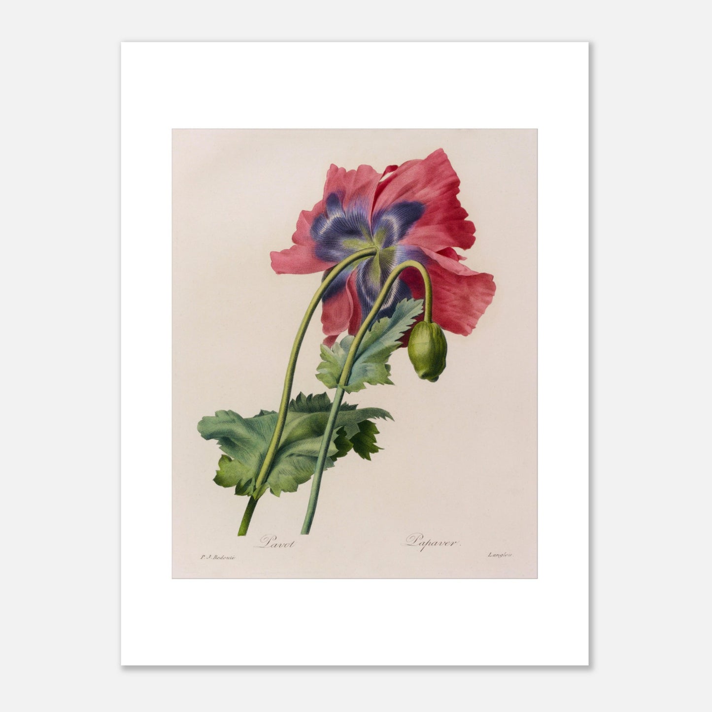 Illustration botanique ancienne Pavot par Pierre-Joseph Redouté (30x40 cm). Planche botanique de Pierre-Joseph Redouté représentant un pavot aux pétales roses et violets, avec un bouton non éclos.