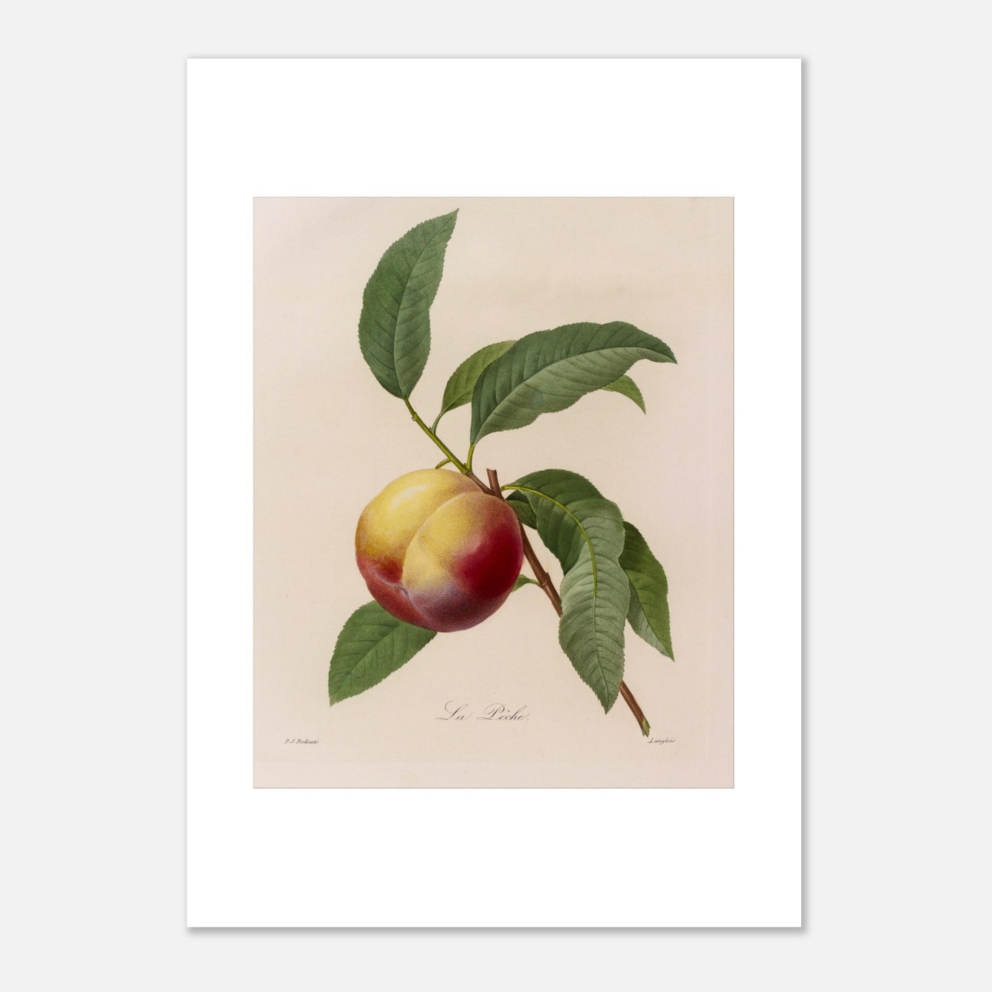 Illustration botanique ancienne de la Pêche par Pierre-Joseph Redouté (29,7x42 cm (A3)). Planche botanique ancienne d'une pêche par Pierre-Joseph Redouté, représentant un fruit jaune et rouge avec des feuilles vertes sur fond beige.