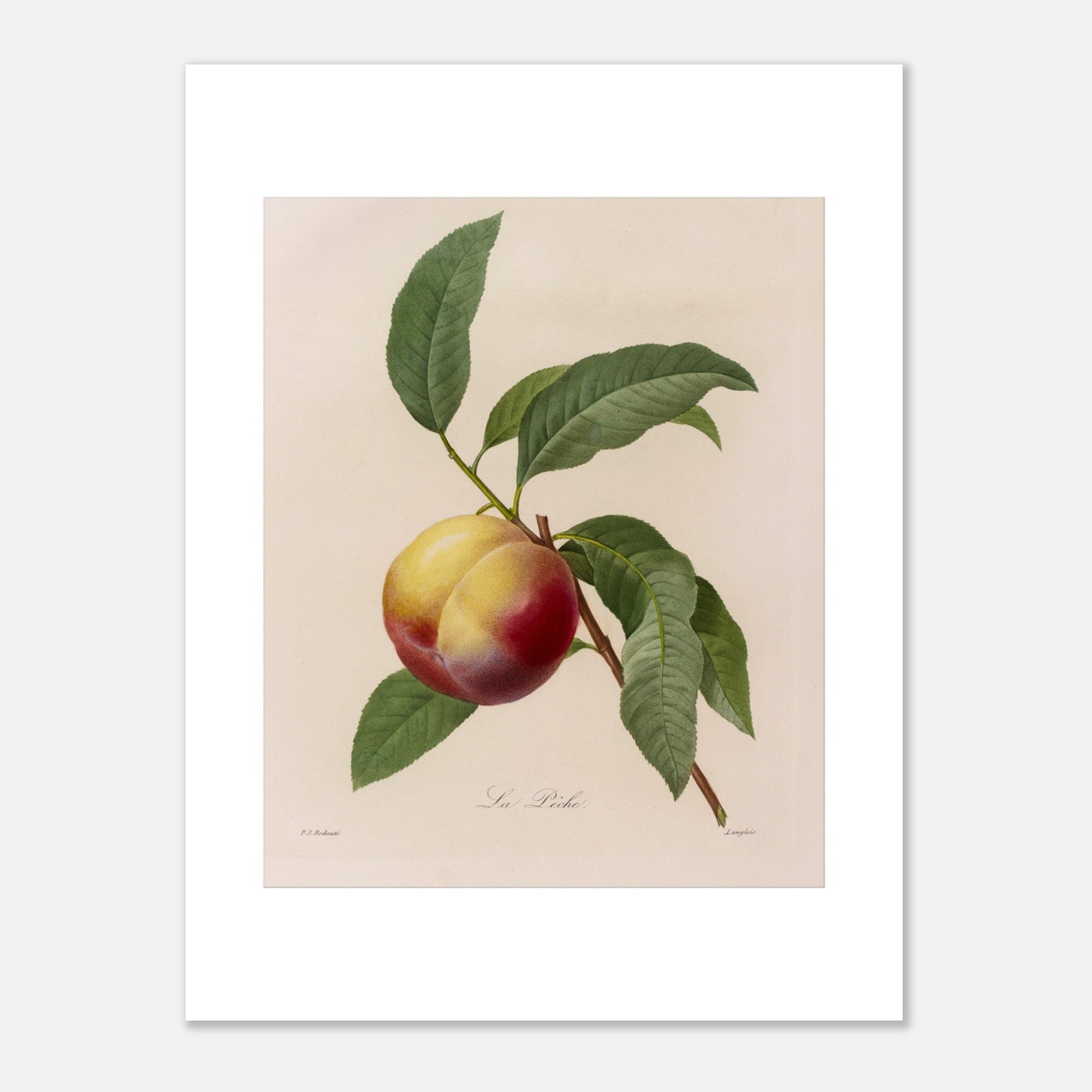 Illustration botanique ancienne de la Pêche par Pierre-Joseph Redouté (30x40 cm). Planche botanique ancienne d'une pêche par Pierre-Joseph Redouté, représentant un fruit jaune et rouge avec des feuilles vertes sur fond beige.