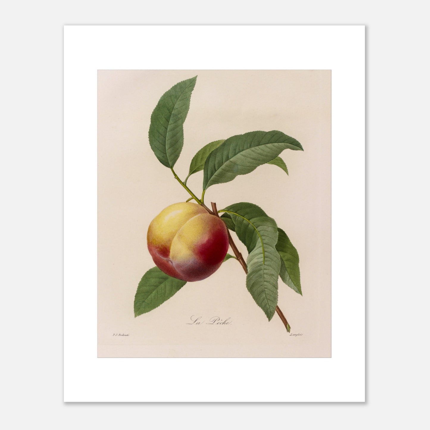 Illustration botanique ancienne de la Pêche par Pierre-Joseph Redouté (40x50 cm). Planche botanique ancienne d'une pêche par Pierre-Joseph Redouté, représentant un fruit jaune et rouge avec des feuilles vertes sur fond beige.