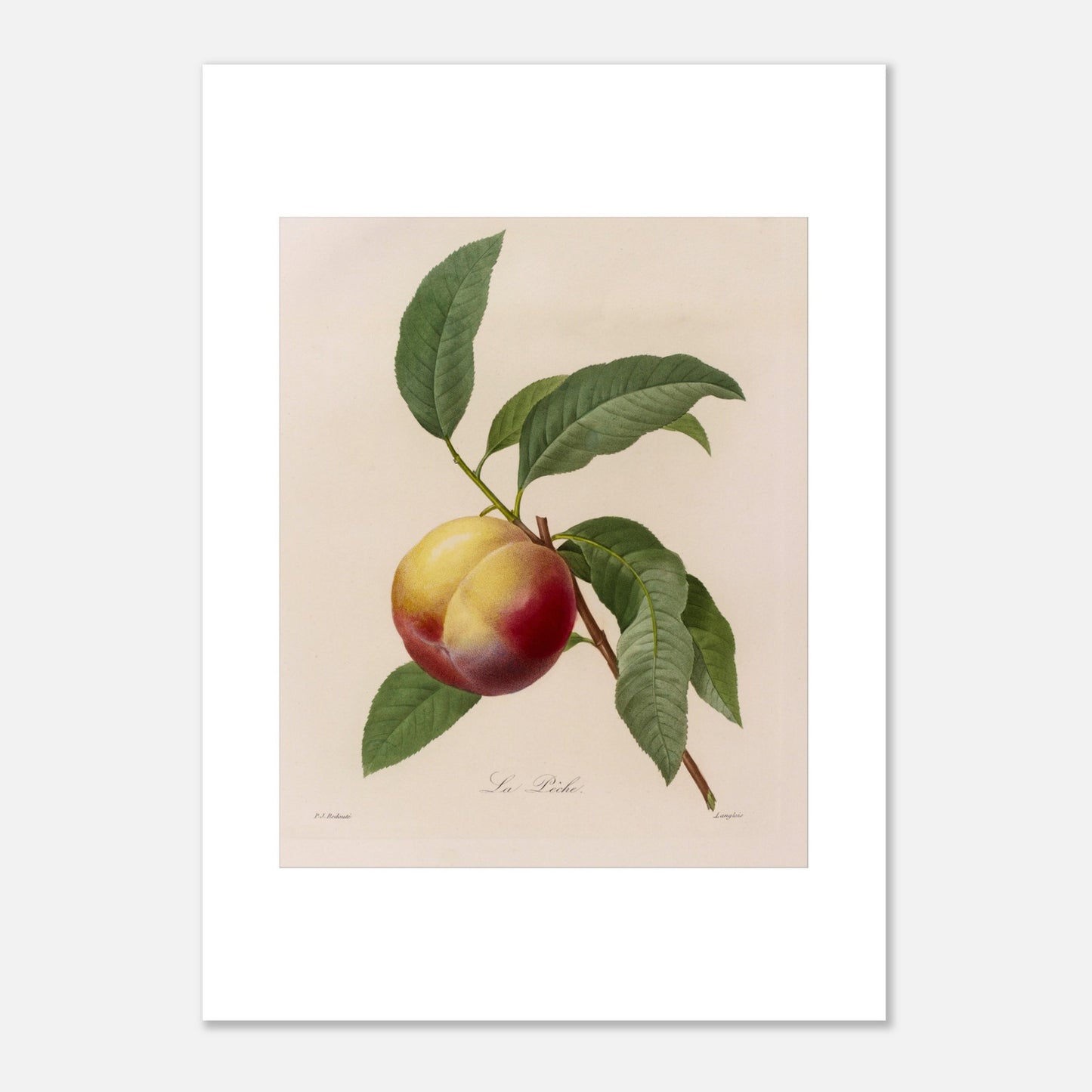 Illustration botanique ancienne de la Pêche par Pierre-Joseph Redouté (50x70 cm). Planche botanique ancienne d'une pêche par Pierre-Joseph Redouté, représentant un fruit jaune et rouge avec des feuilles vertes sur fond beige.