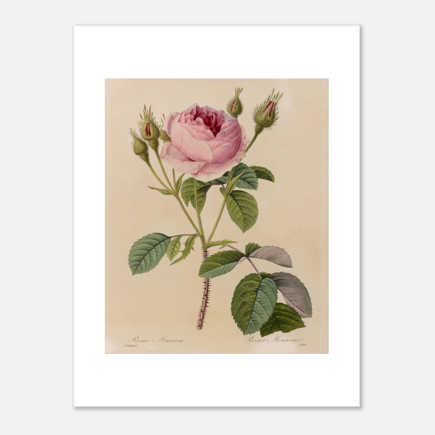 Illustration botanique ancienne Rosa Muscosa par Pierre-Joseph Redouté (30x40 cm). Gravure naturaliste ancienne de Pierre-Joseph Redouté représentant une Rosa Muscosa, un rosier avec une fleur rose, de nombreux boutons et des feuilles vertes, le tout sur un fond crème.